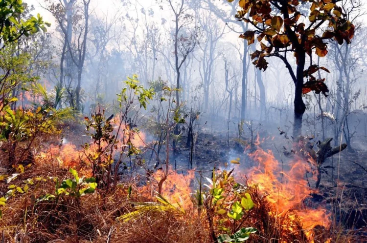 Ibama notifica propriedades do Tocantins e do MATOPIBA para adoção de medidas contra incêndios florestais