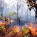 Ibama notifica propriedades do Tocantins e do MATOPIBA para adoção de medidas contra incêndios florestais