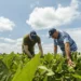 Fundação ABC apresenta perspectivas climáticas para o Tocantins e reforça a importância do planejamento da próxima safra