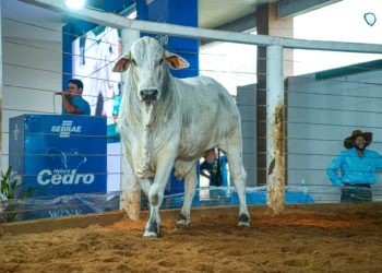 Leilões de animais no Tocantins terão que informar peso e idade dos lotes