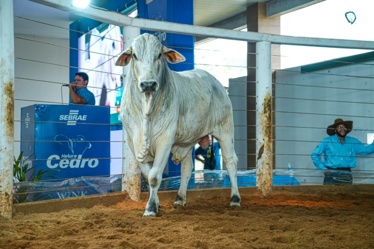 Leilões de animais no Tocantins terão que informar peso e idade dos lotes