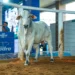 Leilões de animais no Tocantins terão que informar peso e idade dos lotes