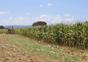 Tocantins se destaca em boletim nacional com avanço da colheita e boas condições das lavouras