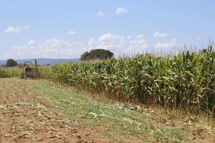Tocantins se destaca em boletim nacional com avanço da colheita e boas condições das lavouras