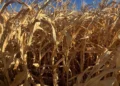Tocantins registra produtividade satisfatória no início da colheita da safrinha de milho