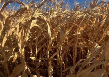 Tocantins registra produtividade satisfatória no início da colheita da safrinha de milho