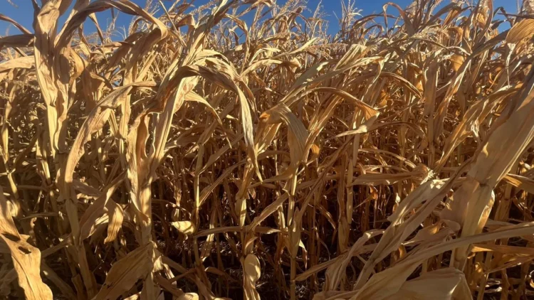 Tocantins registra produtividade satisfatória no início da colheita da safrinha de milho