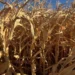 Tocantins registra produtividade satisfatória no início da colheita da safrinha de milho