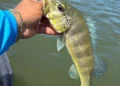 Temporada de praias aumenta movimento nos rios e reacende alerta sobre pesca predatória no Tocantins