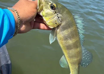 Temporada de praias aumenta movimento nos rios e reacende alerta sobre pesca predatória no Tocantins