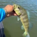 Temporada de praias aumenta movimento nos rios e reacende alerta sobre pesca predatória no Tocantins