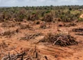 Justiça do Tocantins manda fazendeiro recuperar mais de 600 hectares de Cerrado após fraude em Reserva Legal