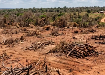 Justiça do Tocantins manda fazendeiro recuperar mais de 600 hectares de Cerrado após fraude em Reserva Legal
