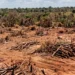 Justiça do Tocantins manda fazendeiro recuperar mais de 600 hectares de Cerrado após fraude em Reserva Legal