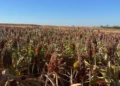 Sorgo amplia espaço no Tocantins, mas seca e preços baixos desafiam produtores