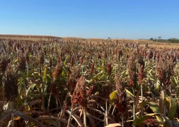 Sorgo amplia espaço no Tocantins, mas seca e preços baixos desafiam produtores