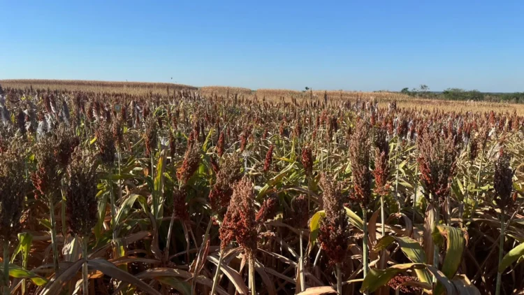 Sorgo amplia espaço no Tocantins, mas seca e preços baixos desafiam produtores