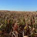 Sorgo amplia espaço no Tocantins, mas seca e preços baixos desafiam produtores
