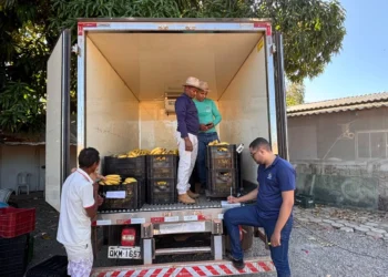 Programa fortalece agricultura familiar e já distribuiu mais de 15 toneladas de alimentos em Palmas