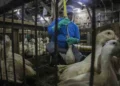 Governo sanciona lei que proíbe foie gras no Brasil e decisão gera reação da França