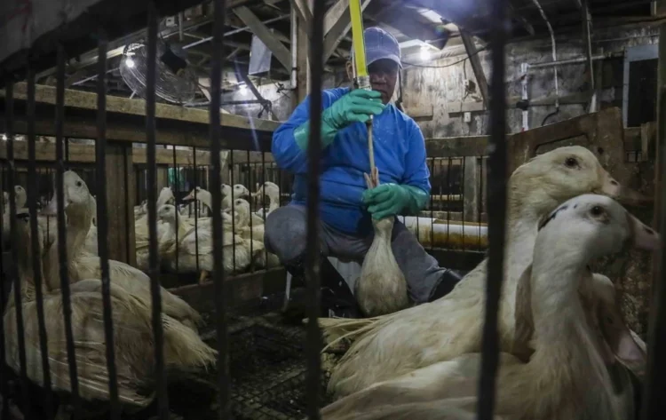 Governo sanciona lei que proíbe foie gras no Brasil e decisão gera reação da França