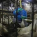 Governo sanciona lei que proíbe foie gras no Brasil e decisão gera reação da França