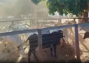 Gado furtado de chácara é encontrado pela polícia em propriedades rurais do Tocantins