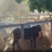 Gado furtado de chácara é encontrado pela polícia em propriedades rurais do Tocantins