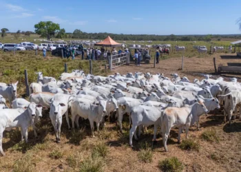 Gestão de pessoas desafia pecuária e reforça importância da qualificação no campo