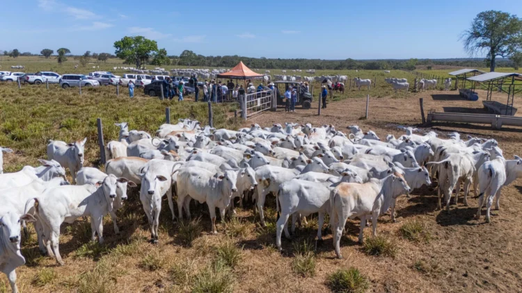 Gestão de pessoas desafia pecuária e reforça importância da qualificação no campo