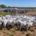 Gestão de pessoas desafia pecuária e reforça importância da qualificação no campo