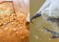 Produtores de Palmas terão acesso a novas técnicas para criação de peixes, aves e cultivo de mandioca