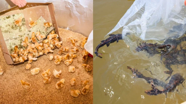 Produtores de Palmas terão acesso a novas técnicas para criação de peixes, aves e cultivo de mandioca