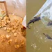 Produtores de Palmas terão acesso a novas técnicas para criação de peixes, aves e cultivo de mandioca