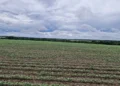 Feijão-mungo-preto ganha espaço na segunda safra no Tocantins, com alta de 60% na área entre produtores da Frísia