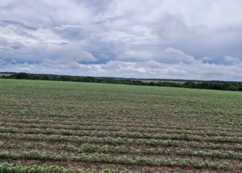 Feijão-mungo-preto ganha espaço na segunda safra no Tocantins, com alta de 60% na área entre produtores da Frísia