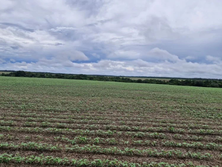 Feijão-mungo-preto ganha espaço na segunda safra no Tocantins, com alta de 60% na área entre produtores da Frísia