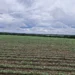 Feijão-mungo-preto ganha espaço na segunda safra no Tocantins, com alta de 60% na área entre produtores da Frísia