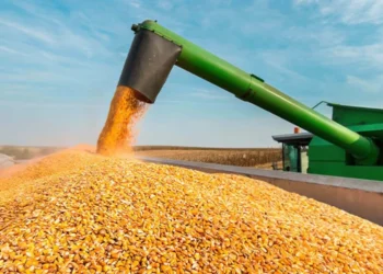 Conab realiza leilões para compra de 30 mil toneladas de milho e prioriza agricultura familiar