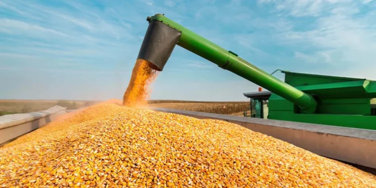 Conab realiza leilões para compra de 30 mil toneladas de milho e prioriza agricultura familiar