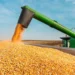 Conab realiza leilões para compra de 30 mil toneladas de milho e prioriza agricultura familiar