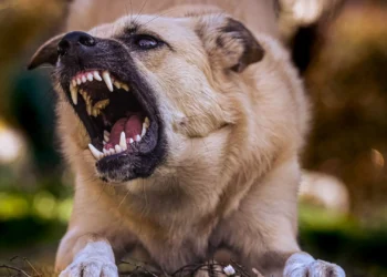 CRMV-TO reforça cuidados após caso de raiva animal em Palmas