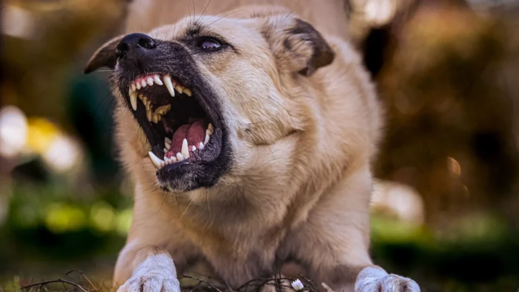 CRMV-TO reforça cuidados após caso de raiva animal em Palmas