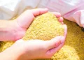 Criadores poderão comprar sorgo, farelo de soja e outros insumos pelo programa da Conab