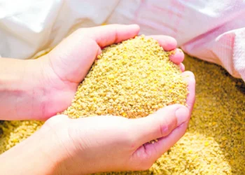 Criadores poderão comprar sorgo, farelo de soja e outros insumos pelo programa da Conab