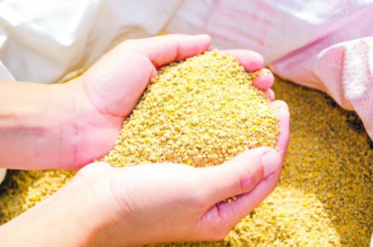 Criadores poderão comprar sorgo, farelo de soja e outros insumos pelo programa da Conab