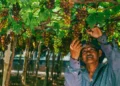 Escassez de mão de obra acelera transformação na horticultura brasileira, aponta Cepea
