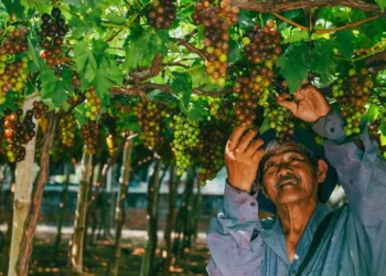 Escassez de mão de obra acelera transformação na horticultura brasileira, aponta Cepea