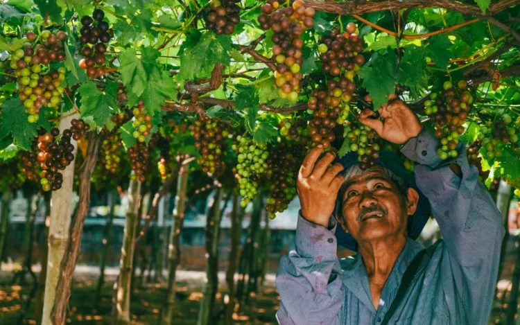 Escassez de mão de obra acelera transformação na horticultura brasileira, aponta Cepea
