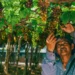 Escassez de mão de obra acelera transformação na horticultura brasileira, aponta Cepea